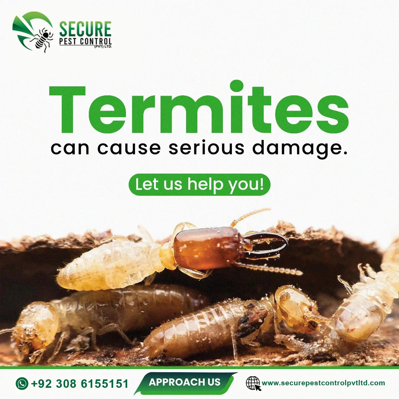 Termites Control Service In Islamabad - Secure Pest Control