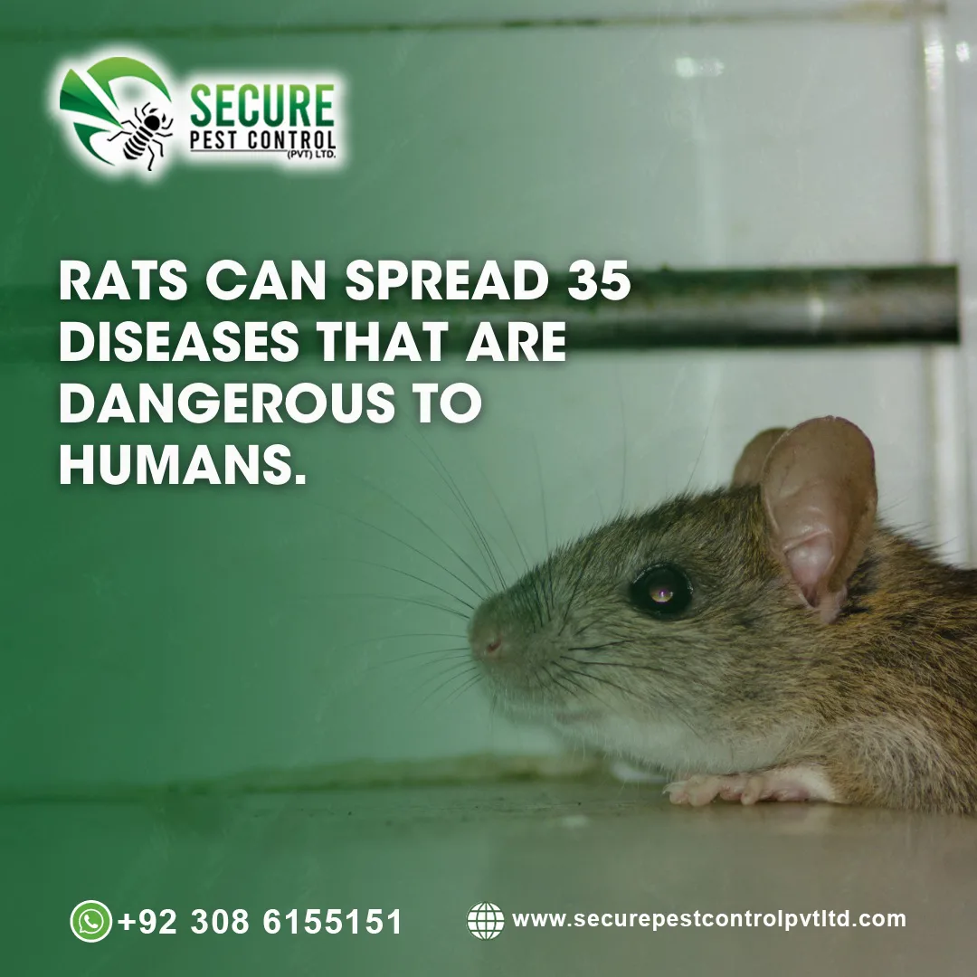 Rats Control Service in Faisalabad