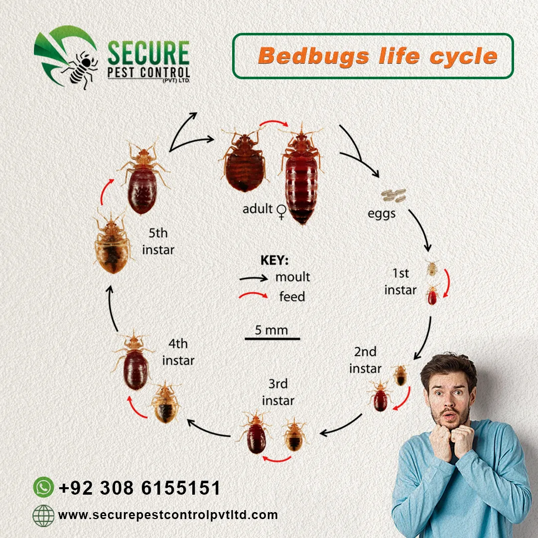 Bedbugs Control Service in Faisalabad